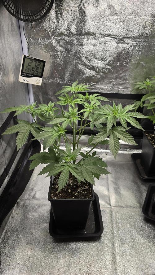 Papayton phenohunt. Week 5