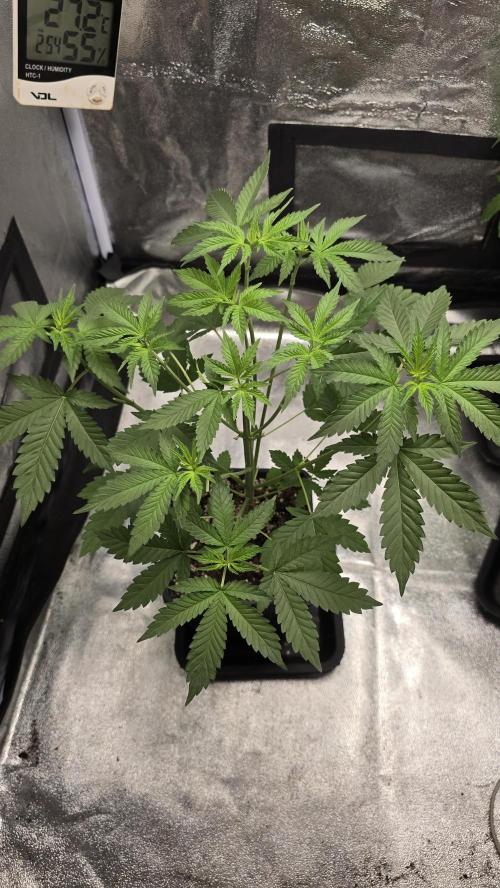 Papayton phenohunt. Week 5