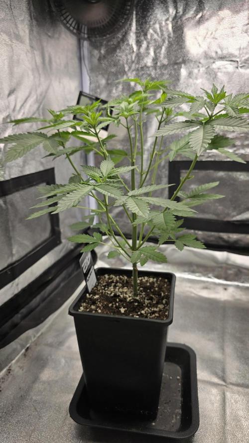 Papayton phenohunt. Week 5