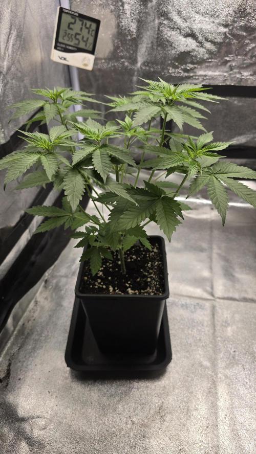 Papayton phenohunt. Week 5