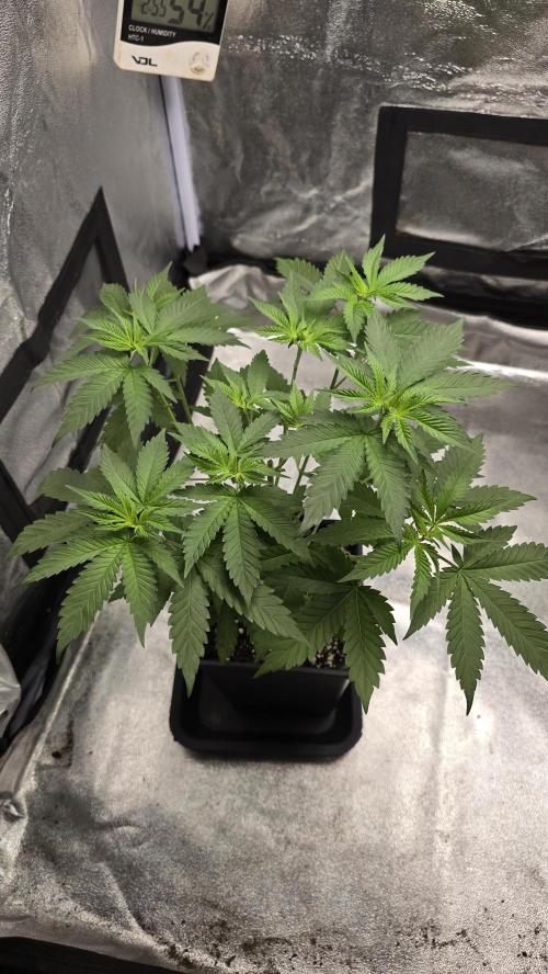 Papayton phenohunt. Week 5
