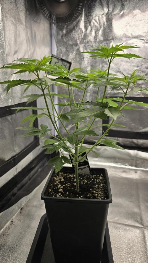 Papayton phenohunt. Week 5