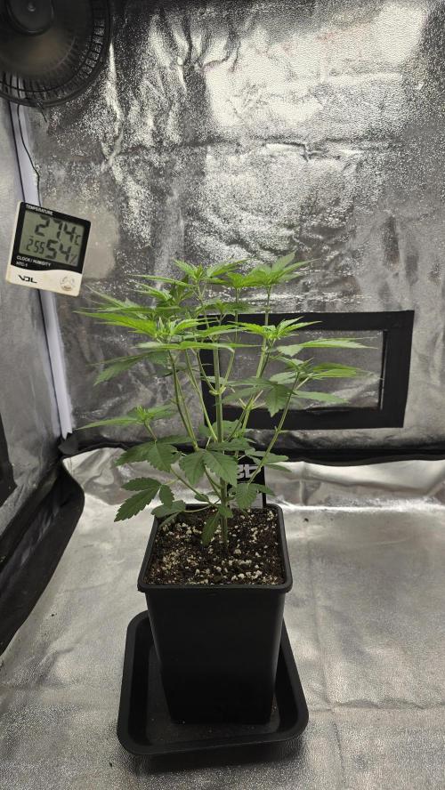 Papayton phenohunt. Week 5