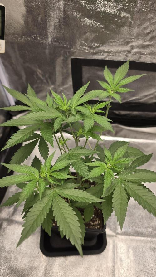 Papayton phenohunt. Week 5