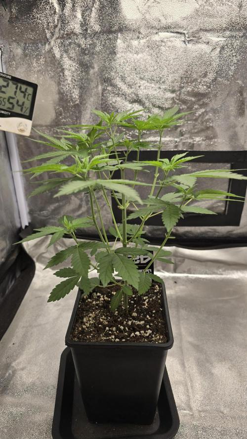 Papayton phenohunt. Week 5