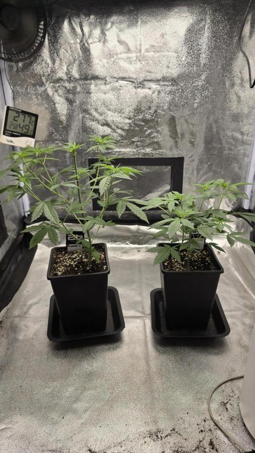 Biscotti Gelato phenohunt. Week 5