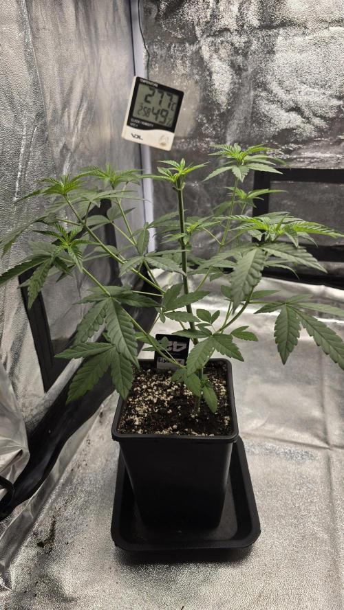 Biscotti Gelato phenohunt. Week 5