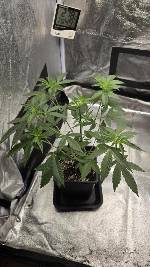 Biscotti Gelato phenohunt. Week 5