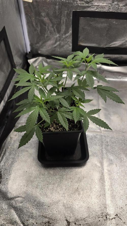 Biscotti Gelato phenohunt. Week 5