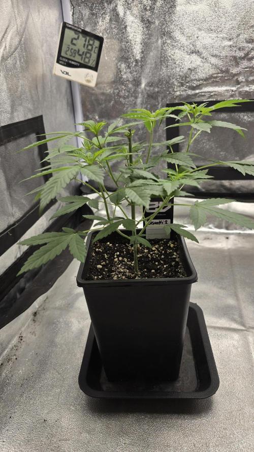 Biscotti Gelato. Week 5