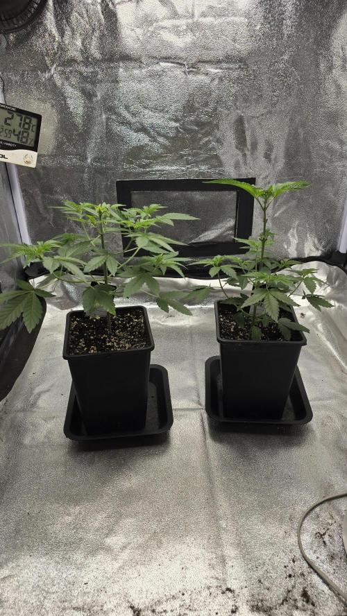 Z42 phenohunt. Week 5
