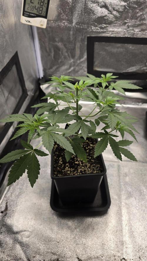 Z42 phenohunt. Week 5