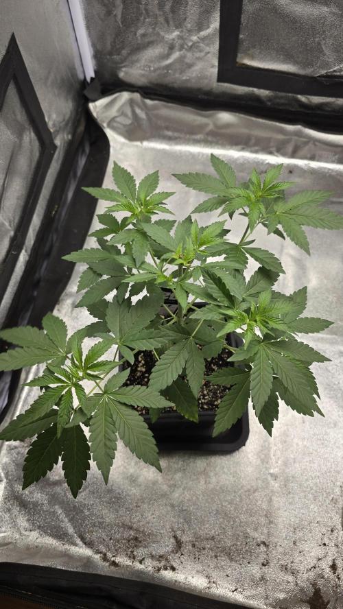 Z42 phenohunt. Week 5