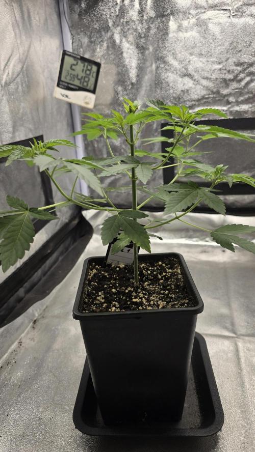 Z42 phenohunt. Week 5