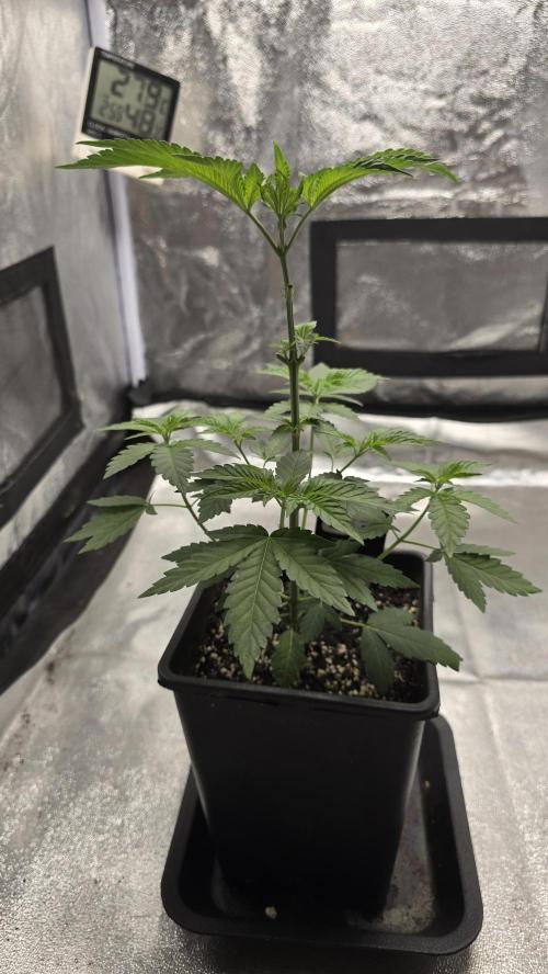 Z42 phenohunt. Week 5