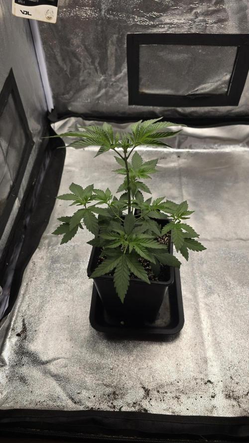 Z42. Week 5