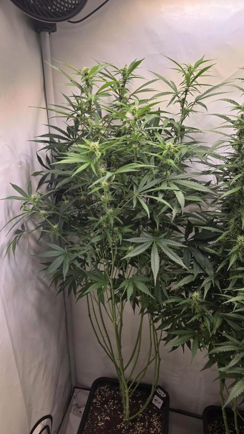 Gorilla Cookies Auto phenohunt #1. Week 8