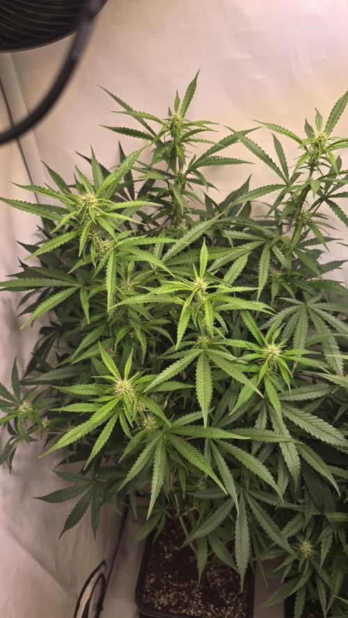 Gorilla Cookies Auto phenohunt #1. Week 8