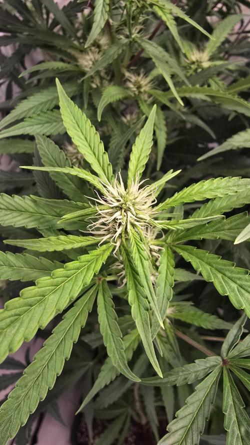 Gorilla Cookies Auto phenohunt #1. Week 8