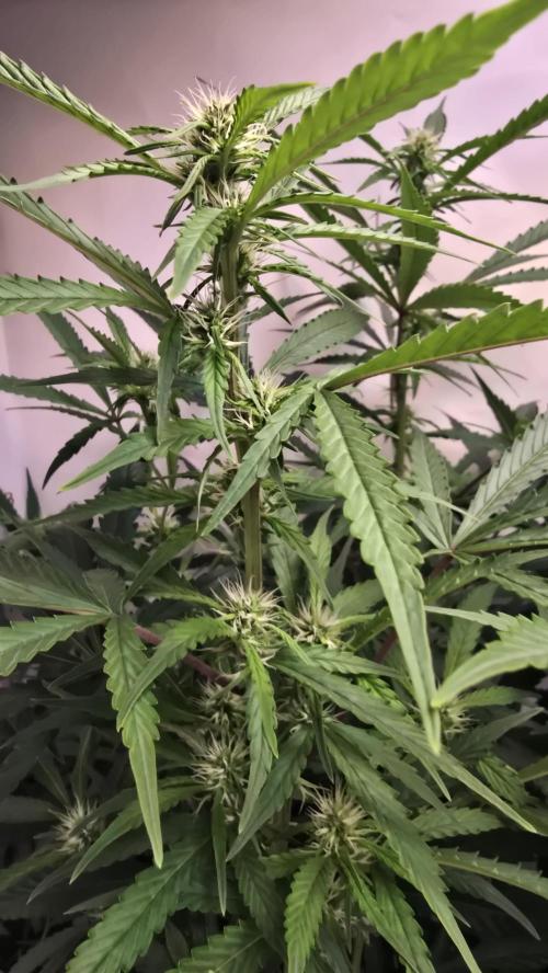 Gorilla Cookies Auto phenohunt #1. Week 8
