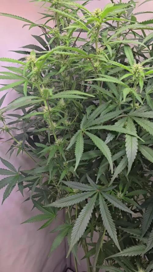 Gorilla Cookies Auto. Week 8