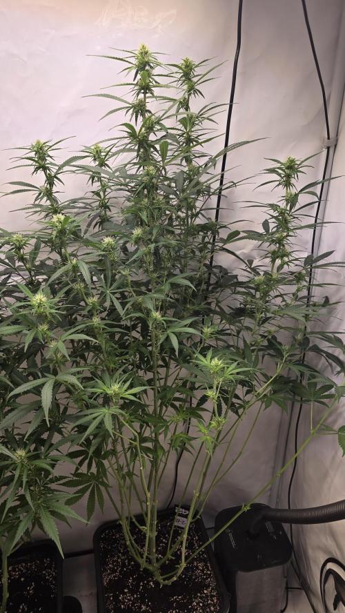 Gorilla Cookies Auto phenohunt #2. Week 8