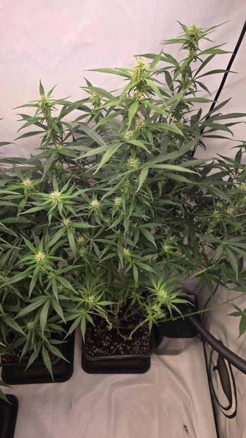 Gorilla Cookies Auto phenohunt #2. Week 8