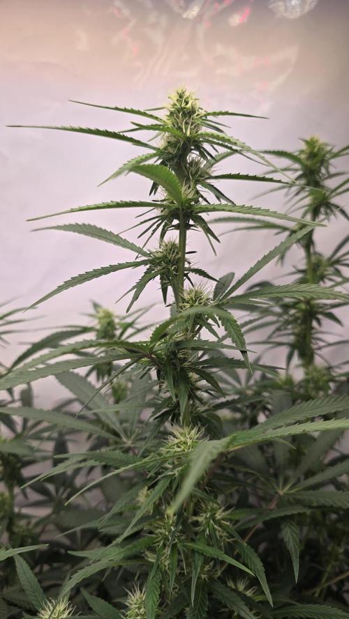 Gorilla Cookies Auto phenohunt #2. Week 8