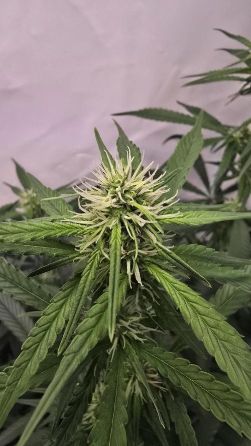 Gorilla Cookies Auto phenohunt #2. Week 8