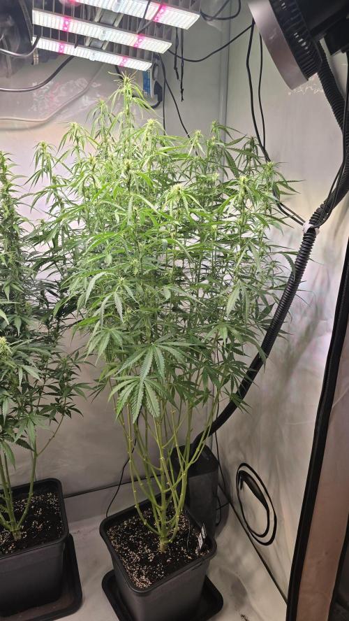 Gorilla Cookies Auto phenohunt #3. Week 8