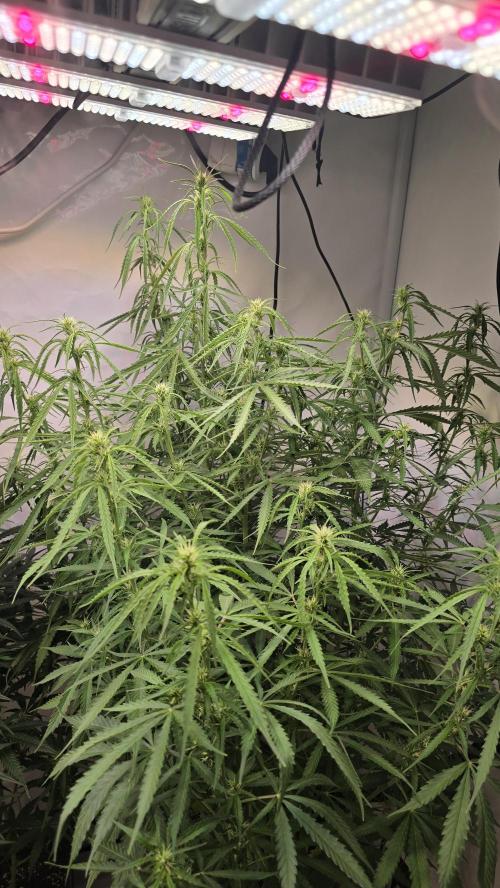 Gorilla Cookies Auto phenohunt #3. Week 8