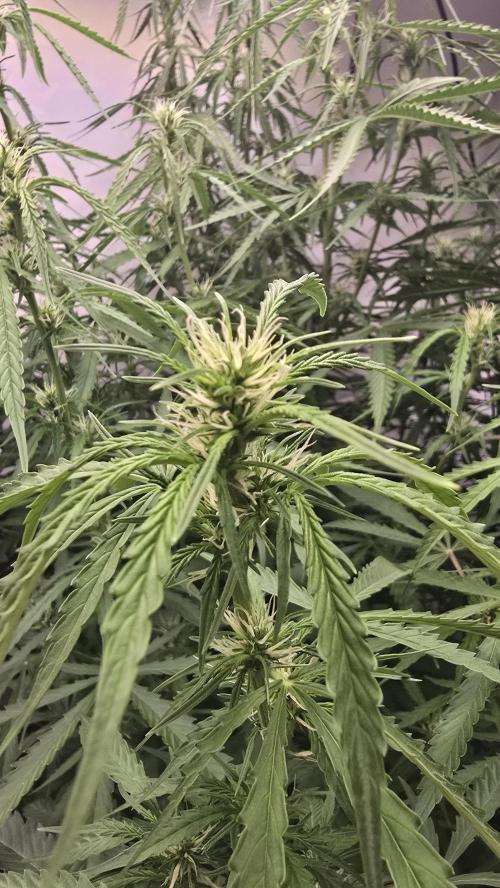 Gorilla Cookies Auto phenohunt #3. Week 8