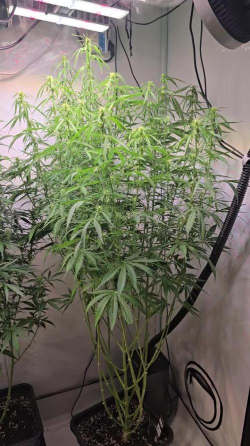 Ambient R150 . Week 8