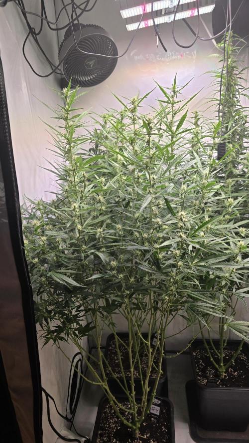 Gorilla Cookies Auto phenohunt #4. Week 8