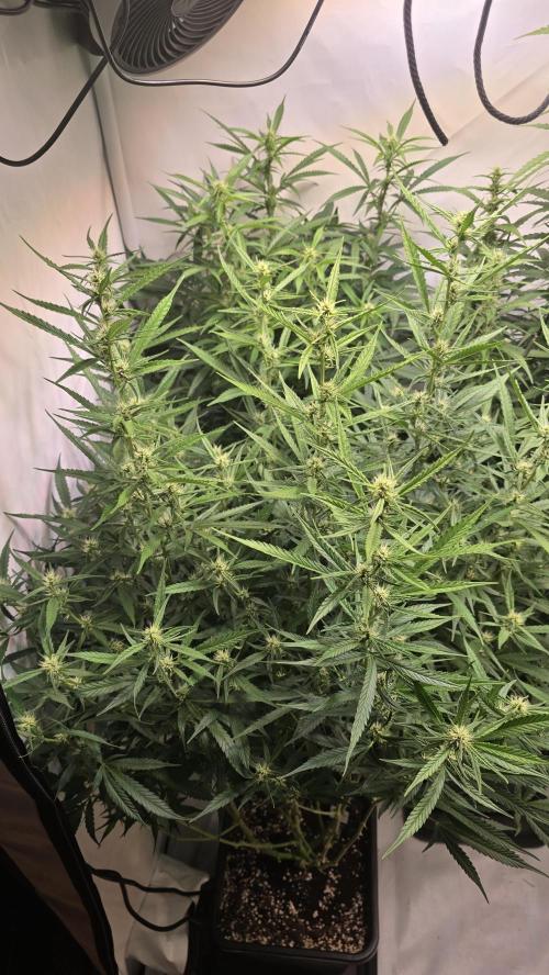 Gorilla Cookies Auto phenohunt #4. Week 8
