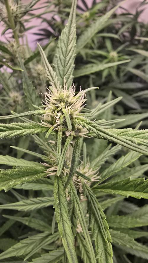 Gorilla Cookies Auto phenohunt #4. Week 8