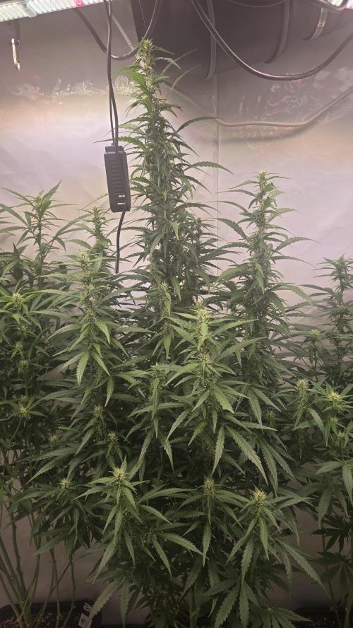 Gorilla Cookies Auto phenohunt #5. Week 8