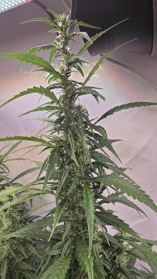 Gorilla Cookies Auto phenohunt #5. Week 8