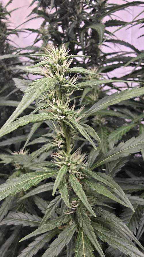 Gorilla Cookies Auto phenohunt #5. Week 8