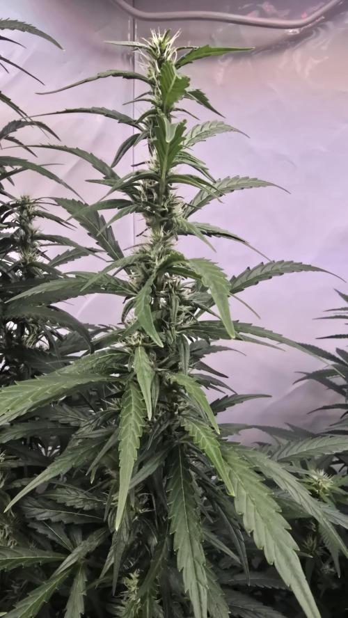 Gorilla Cookies Auto phenohunt #5. Week 8