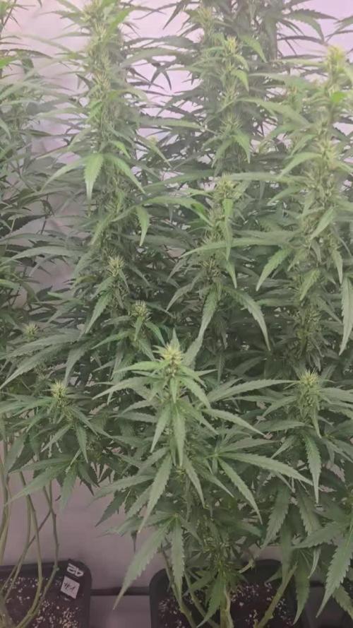 Ambient R150 . Week 8