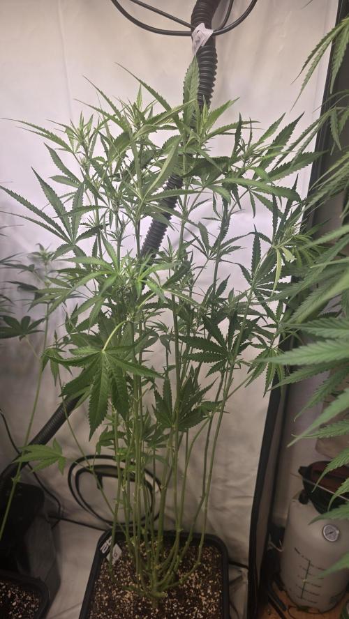 Gorilla Cookies Auto phenohunt #6. Week 8