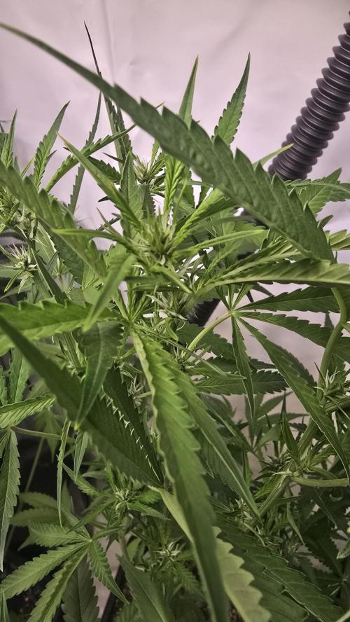 Gorilla Cookies Auto phenohunt #6. Week 8
