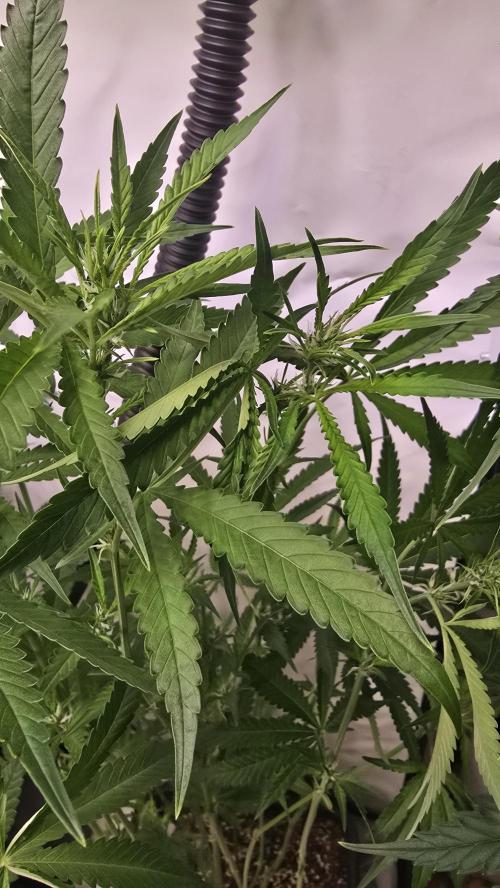 Gorilla Cookies Auto phenohunt #6. Week 8