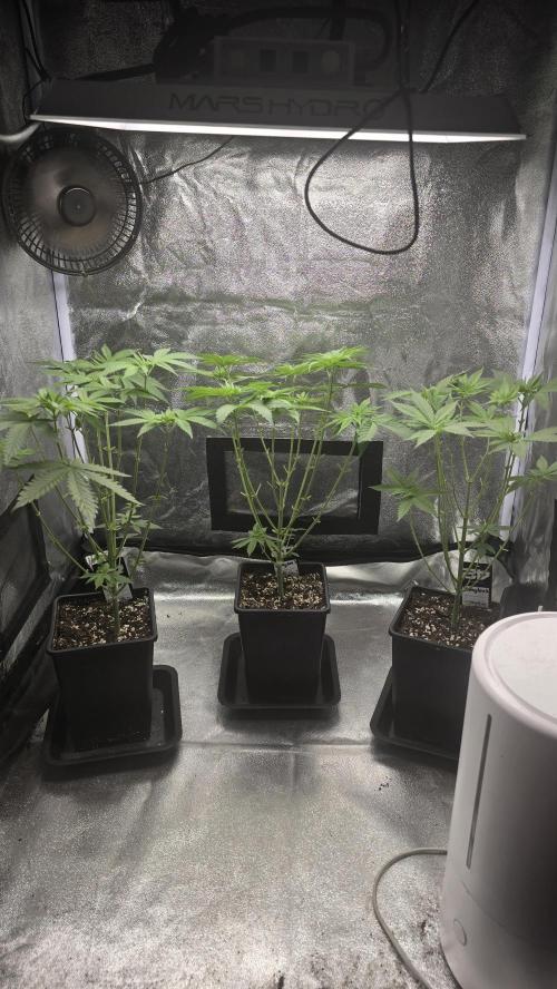 Papayton phenohunt. Week 6