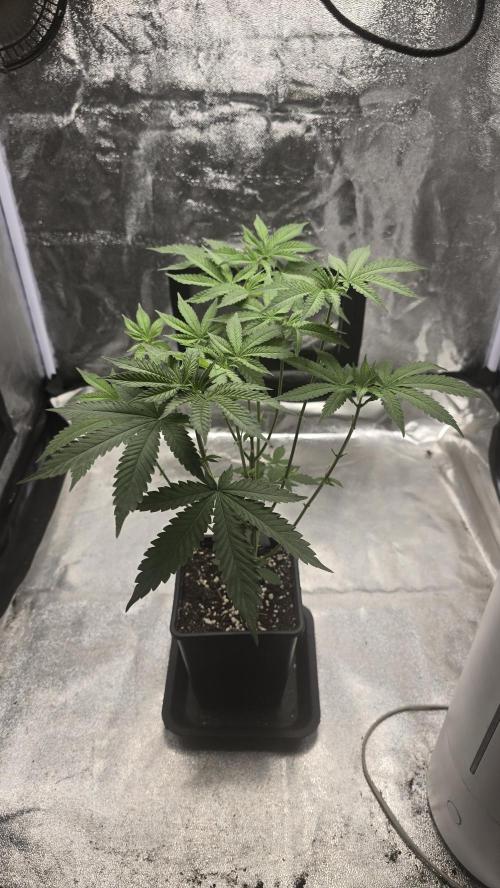 Papayton phenohunt. Week 6