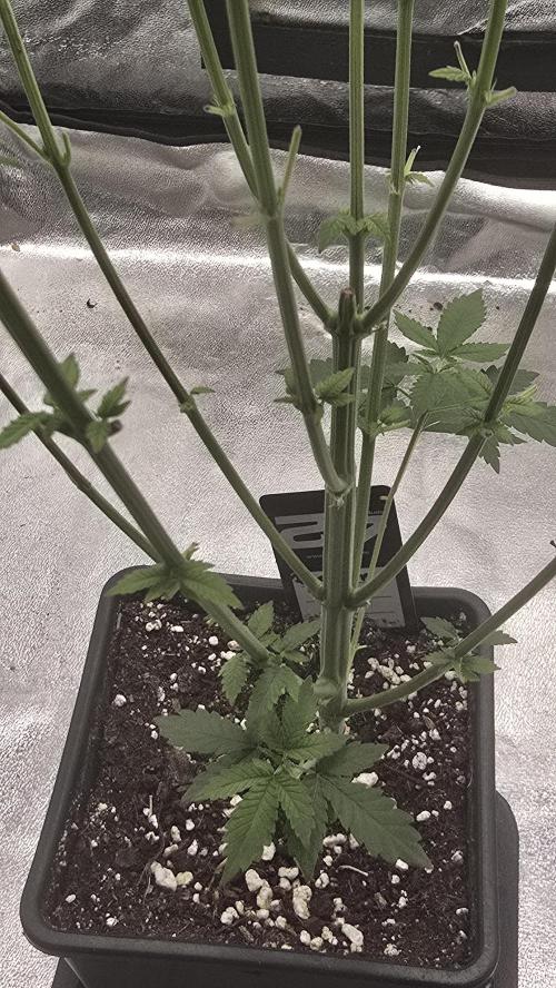 Papayton phenohunt. Week 6