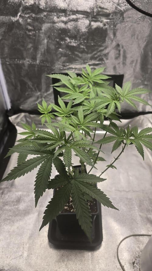 Papayton phenohunt. Week 6