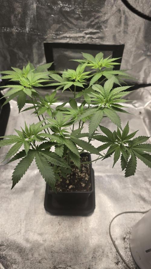 Papayton phenohunt. Week 6