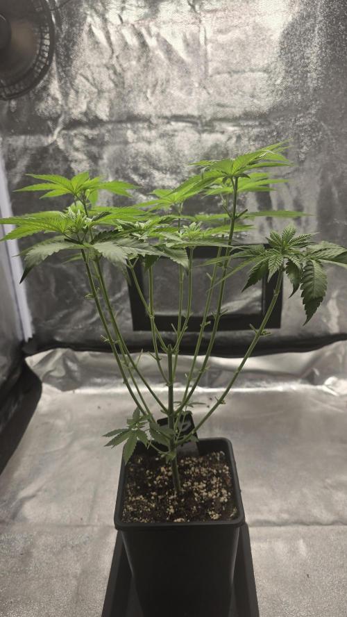Papayton phenohunt. Week 6
